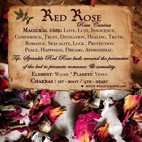 Joyful wizard curse from a rose